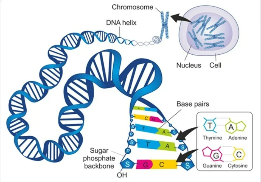 A DNA Diet: What Is It?