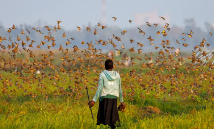 After millions of birds raided crops, Kenya declared war on them.